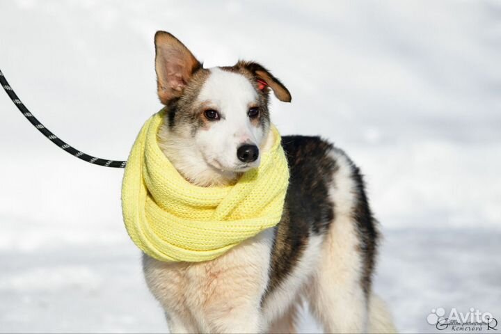 Лелик в добрые руки