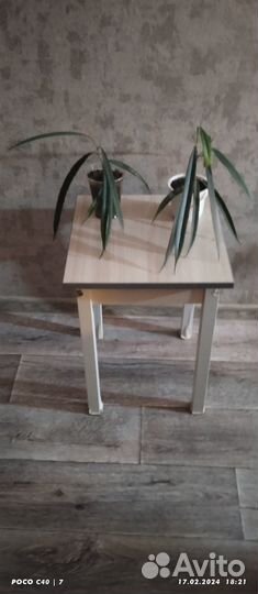 Комнатные цветы