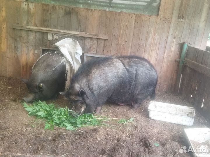 Вьетнамскую свиноматку продам и отдам хряка