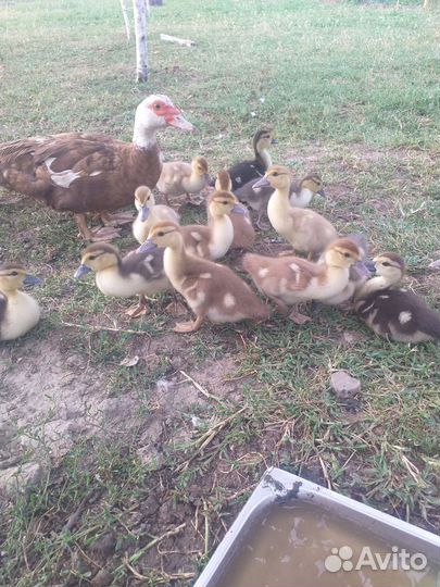 Утка с утятами