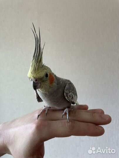 Попугай корелла с клеткой