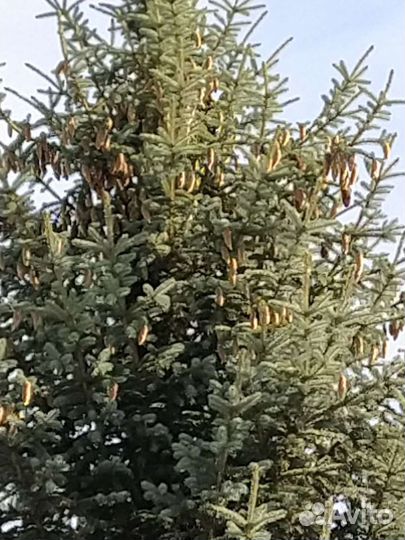 Голубая Ель
