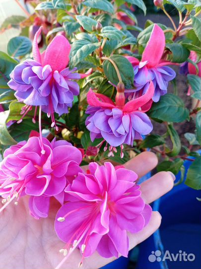 Фуксия Bernadette