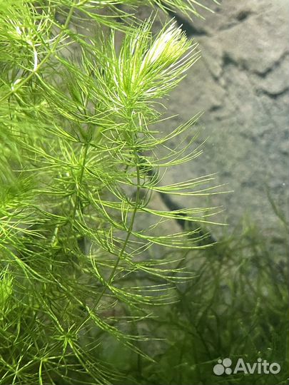 Роголистник, анциструсы