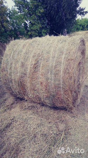 Продам сено в рулонах
