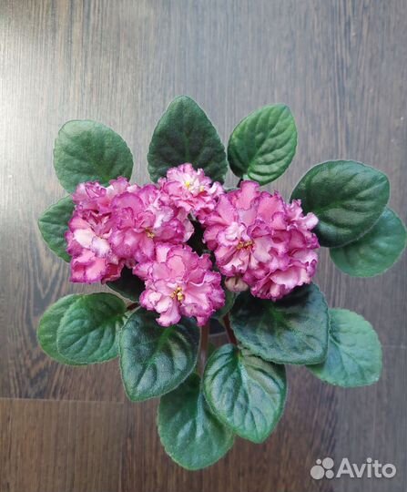 Комнатные растения, фиалки