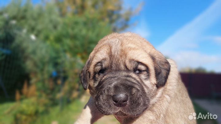 Испанский мастиф