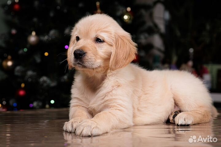 Шикарные рыжие малыши золотистого ретривера