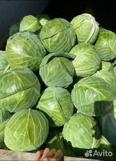 Капуста первый сорт молодой урожай оптом