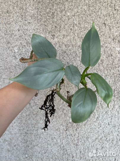 Филодендрон