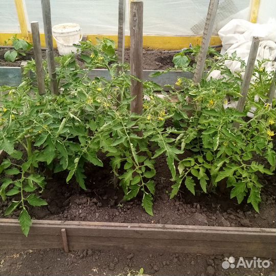 Продам рассаду помидор, перца, капусты, базелик