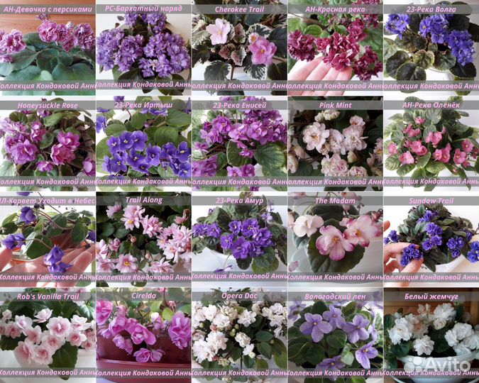 Ампельные и кустовые фиалки-трейлеры