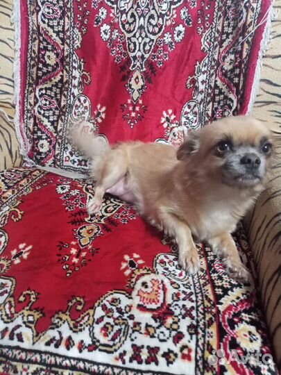 Маленькая собака