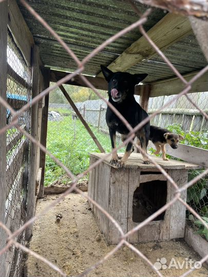 Продам семью собак