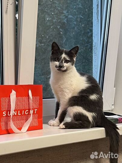 Котенок мальчик 5-6 месяцев