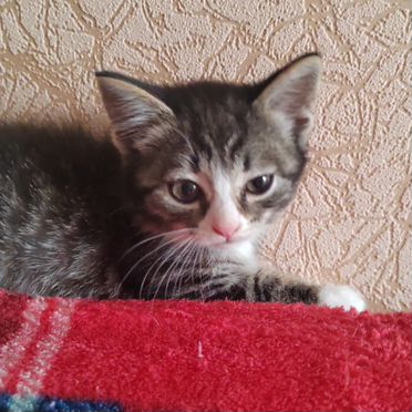 Сингапурский котёнок