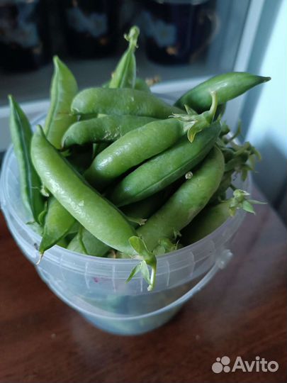 Горох сладкий