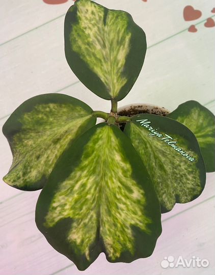 Хойи kerrii керри