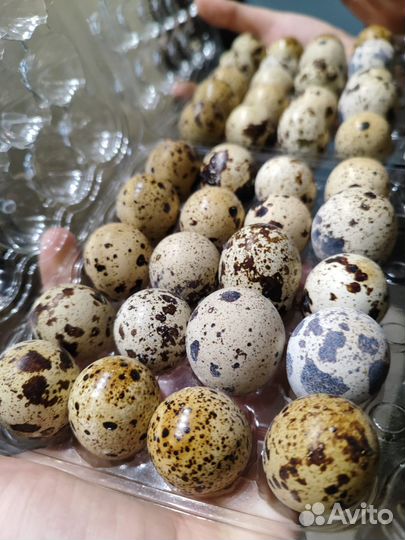 Перепела суточные и подрощенные