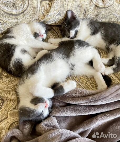 Котята, 2 месяца