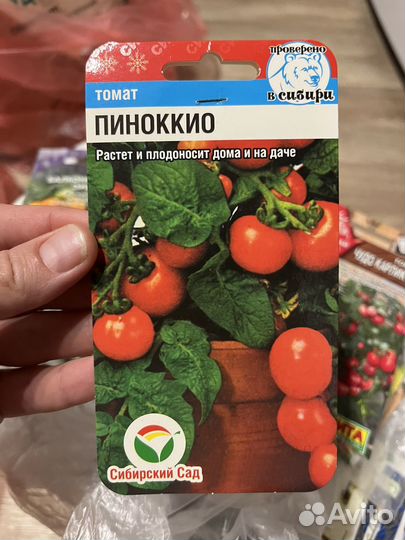 Рассада помидор черри