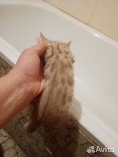 Продам бенгальских котят
