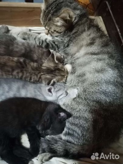 Котята в добрые руки