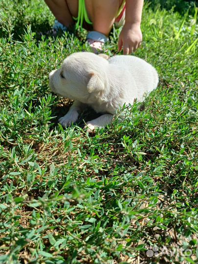 Щенок в дар