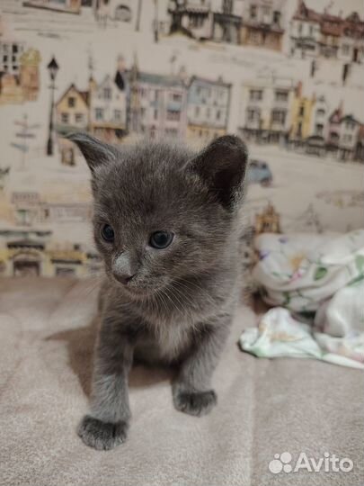 Котенок девочка метис