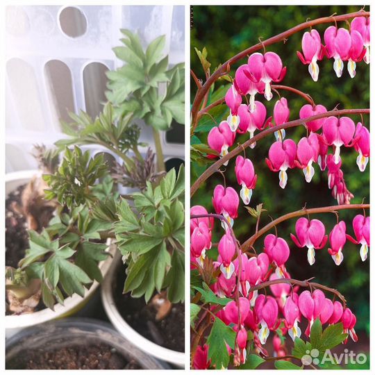 Многолетники для сада цветы