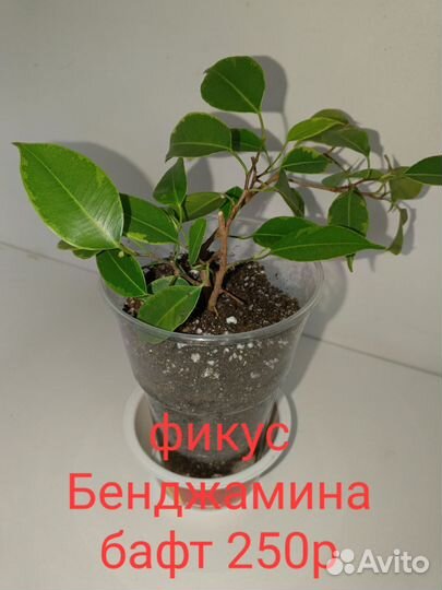 Фикус бенджамина бафт, барок