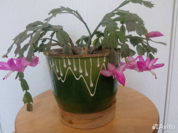 Декабрист шлюмбергера