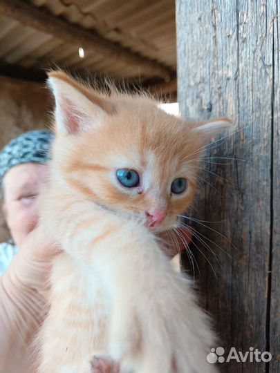 Котята в добрые руки в дар