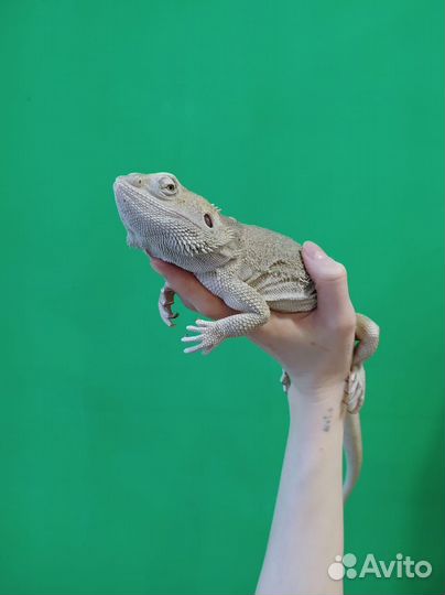 Бородатая агама Зеро