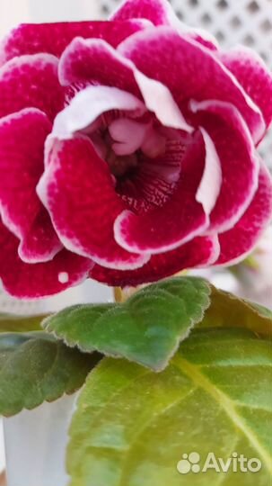 Глоксиния махровая