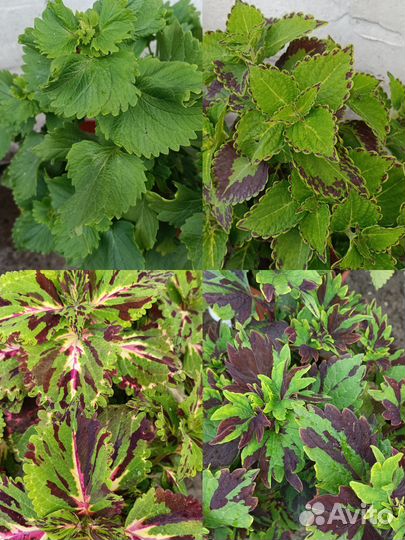 Колеусы вегетативные