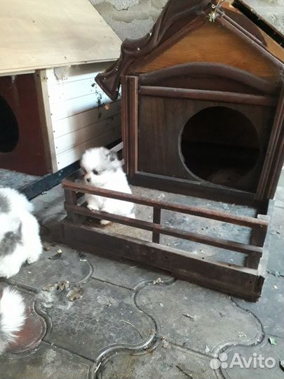 Померанский шпиц медвежьего типа