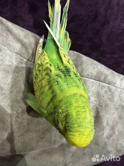 Птенцы выставочного волнистого попугая (ввп, чех)