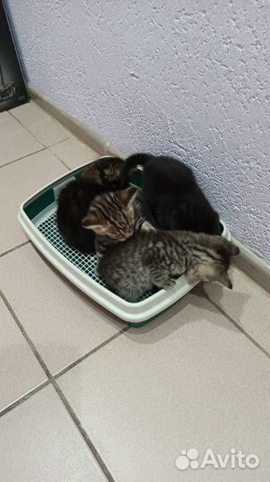 Отдам котят в добрые руки