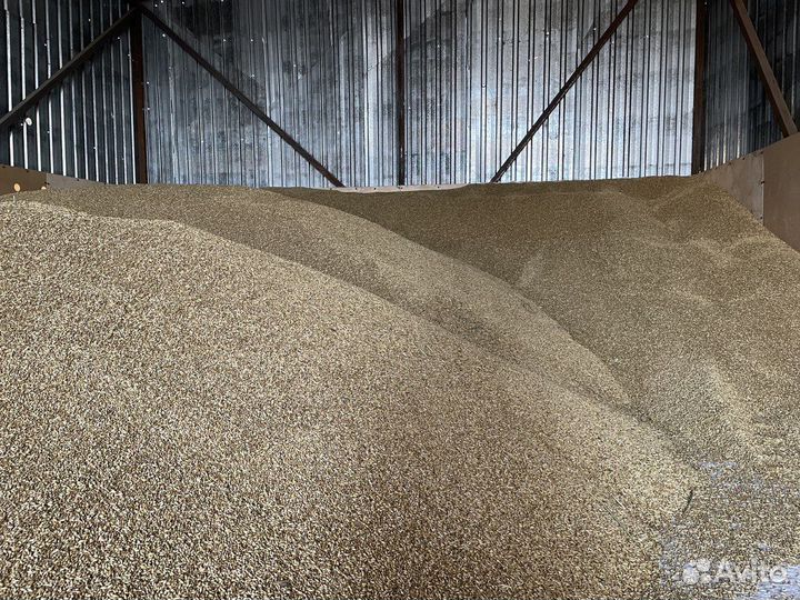 Зерно ячмень