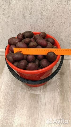 Семенной картофель