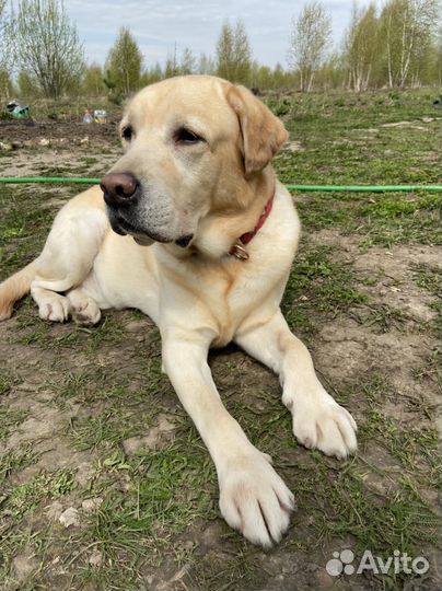 Выгул собак