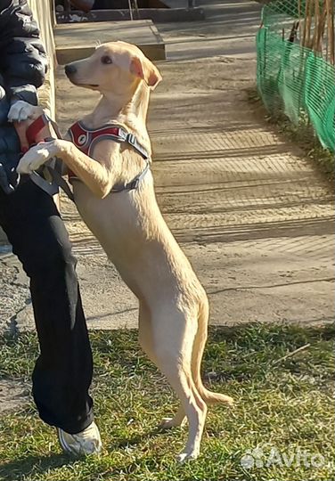 Отдам в добрые руки