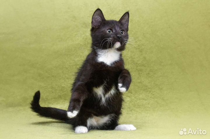 Котенок
