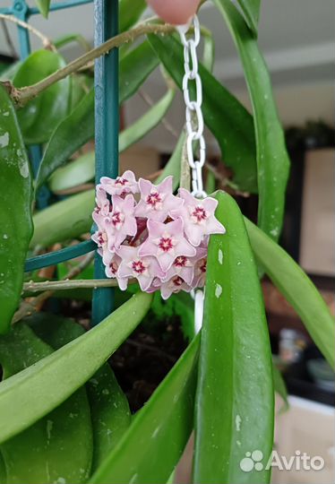 Хойи разные