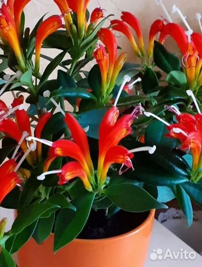 Комнатные цветы