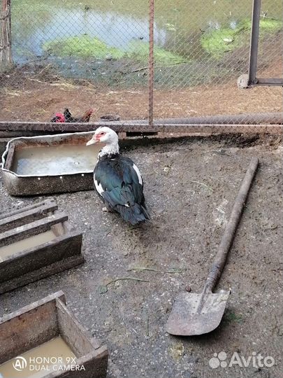 Семья индоуток