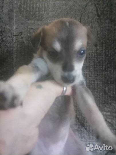 Щенки цвергпинчера