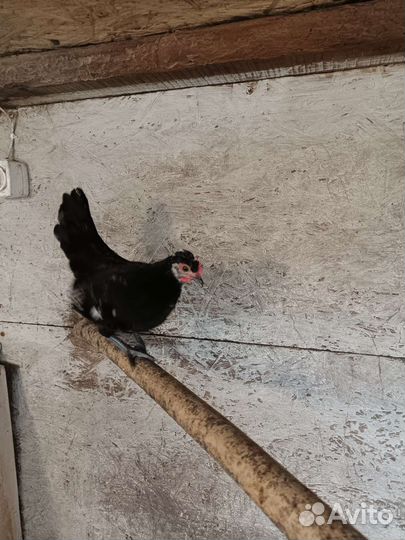 Петушок карликовый Бентамка