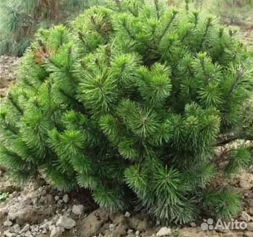Сосна горная мугус